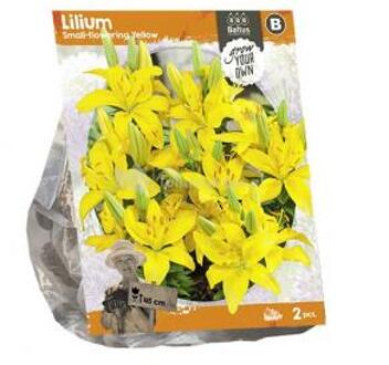 Baltus Lilium Small flowering Yellow Lelie bloembollen per 2 stuks geel