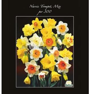 Baltus Narcissus Trompet Mix bloembollen per 300 stuks geel