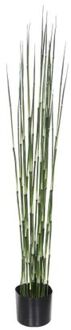 bamboe in plastic pot maat in cm: 120 x 15 Groen