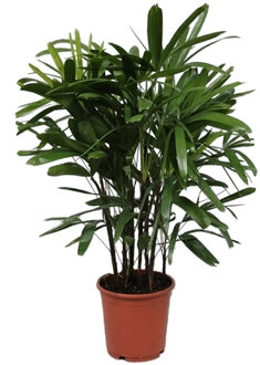 Bamboepalm - Rhapis Excelsa - P 27 cm