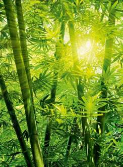 Bamboo Forest Vlies Fotobehang 192x260cm 4-banen
