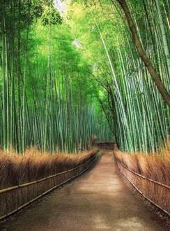 Bamboo Grove Kyoto Vlies Fotobehang 192x260cm 4-banen