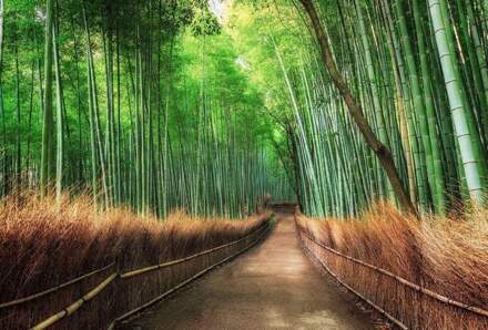 Bamboo Grove Kyoto Vlies Fotobehang 384x260cm 8-banen