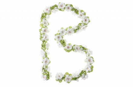 Basil Bloemenstreng Basil Wit