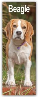 Beagle Slim 2025 Wall Calendar Dog Breed Slimline Calendar - 12 Month - Slimline-Kalender - Avonside Publishing Ltd