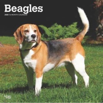 Beagles 2025 12 X 24 Inch Monthly Square Wall Calendar Plastic-Free - Browntrout