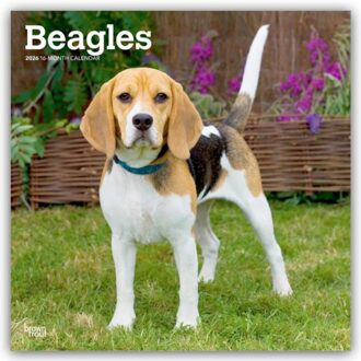 Beagles 2026 Square Flap Calendar - Browntrout Wandkalender - Browntrout Publishers