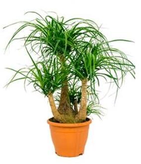 Beaucarnea recurvata beta kamerplant