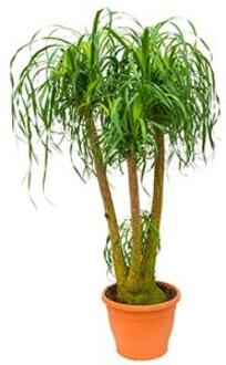 Beaucarnea recurvata concord kamerplant