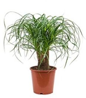 Beaucarnea recurvata everto kamerplant