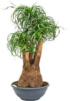 Beaucarnea recurvata freddie