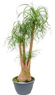 Beaucarnea recurvata inekes kamerplant