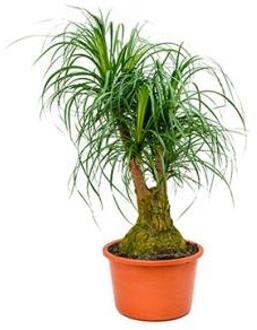 Beaucarnea recurvata maz kamerplant