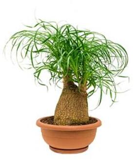 Beaucarnea recurvata ollie kamerplant