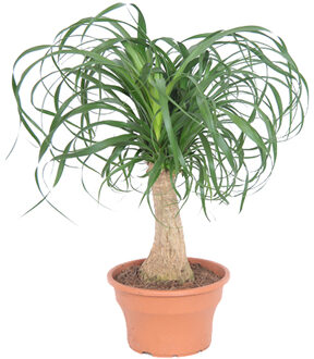 Beaucarnea recurvata - P 19 cm