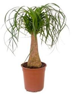 Beaucarnea recurvata remise kamerplant