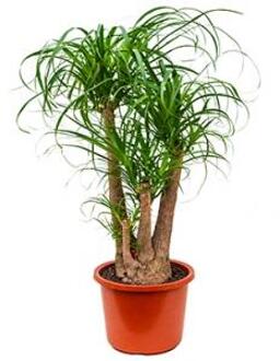 Beaucarnea recurvata sora kamerplant