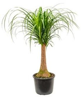 Beaucarnea recurvata Stam M kamerplant