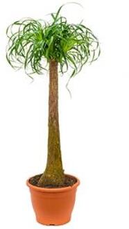 Beaucarnea recurvata Stam XL kamerplant