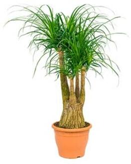 Beaucarnea recurvata urki kamerplant