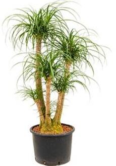 Beaucarnea recurvata vertakt 80 L hydrocultuur plant