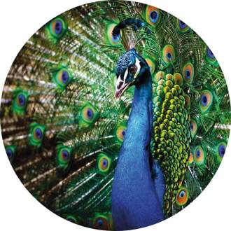 Beautiful Peacock Vlies Fotobehang 140x140cm Rond