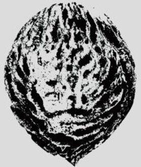 Bebop Armageddon (Detours & Offcuts From Season Of The Peach) - Black Lips