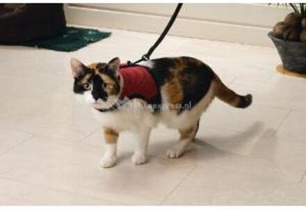Beeztees Comfort Kattentuigje/Harnas - Rood - Nek: 10 - 20 cm - Buik: 24 - 30 cm
