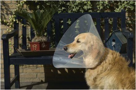 Beeztees Hondenkraag - Transparant - XXS - 22-25x7.5 cm