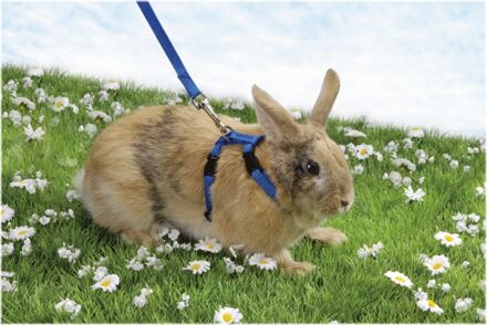 Beeztees konijnentuigje voor kleine konijnen