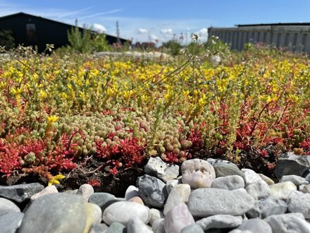 Beezzz 'n Bio Daktuin pakket 5m2