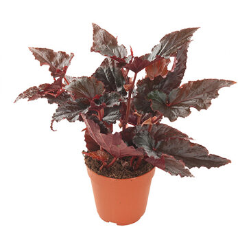 Begonia 'Black Magic' - P 12 cm