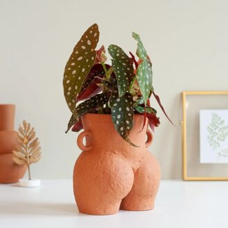 Begonia Maculata - Stippenplant - P12