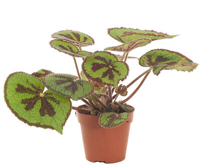 Begonia Masoniana (iron cross begonia) - P 12 cm