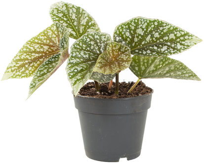 Begonia Snowcap (Begonia fibrous hybrid) - P 12 cm
