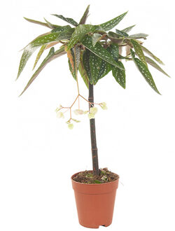 Begonia Tamaya wit - P 9 cm