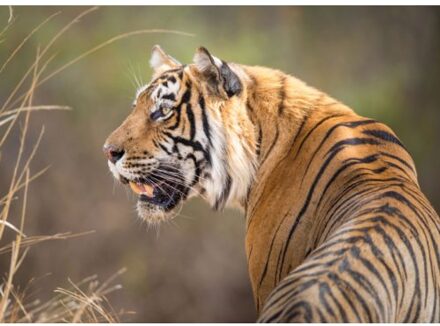 Beleduc Puzzel (1.000 Stukjes): Bengaalse Tijger, Jeff Goldberg, Wereld Natuurfonds