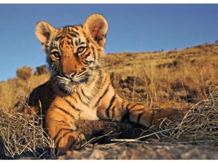 Beleduc Puzzel (200 Stukjes): Welpje Bengaalse Tijger, Martin Harvey, Wereld Natuurfonds