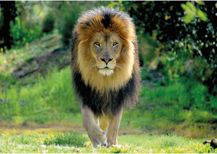 Bellatio Decorations Dieren poster leeuw 84 x 59 cm