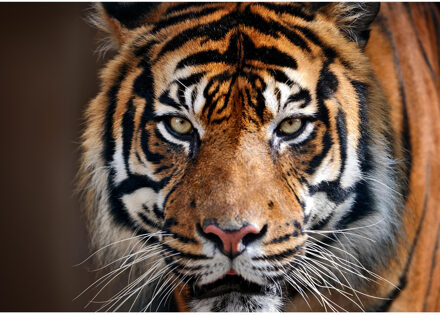 Bellatio Decorations Dieren poster Sibirische tijger A1 - 84 x 59 cm - jungle kinderkamer Multi