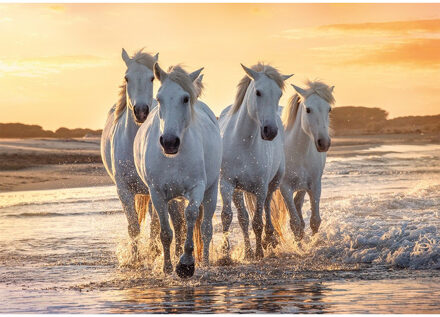 Bellatio Decorations Poster kudde witte paarden op het strand 84 x 59 cm