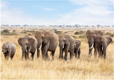 Bellatio Decorations Poster natuur kudde Afrikaanse olifant 84 x 59 cm