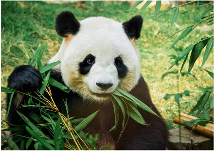 Bellatio Decorations Poster natuur panda / pandabeer 84 x 59 cm