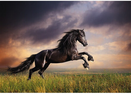 Bellatio Decorations Poster zwart galopperend paard / hengst 84 x 59 cm