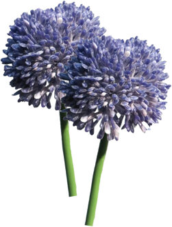 Bellatio Design Allium/Sierui Globemaster kunstbloem - 2x - losse steel - paars - 44 cm - Natuurlijke uitstraling