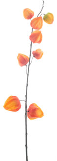 Bellatio Design Kunstbloem Lampionplant/physalis tak - 73 cm - oranje - zijde bloemen - Kunst herfst takken