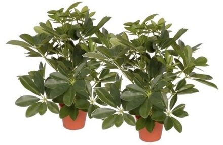 Bellatio Flowers & Plants 2x Kunstplanten schefflera struik 55 cm