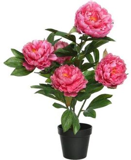Bellatio Flowers & Plants Groene/roze pioenroos rozenstruik kunstplanten 57 cm met zwarte pot - Kunstplanten