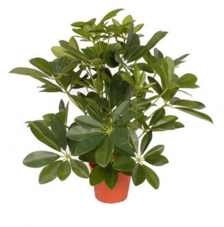 Bellatio Flowers & Plants Groene Schefflera/baby struik kunstplant 55 cm voor binnen