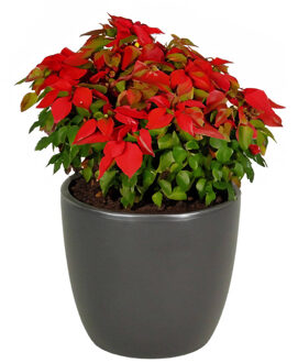 Bellatio Flowers & Plants Hortensia kunstplant met bloemen lichtroze - in pot antraciet grijs - 40 cm hoog